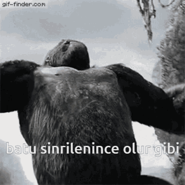a gif of a gorilla with the words " batu sinrilenince olur gibi " below it