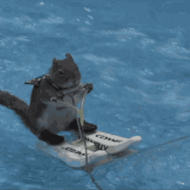 a squirrel is riding a pair of skis that say atomic