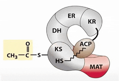 a diagram of a chemical structure with the letters er dh ks acp and mat