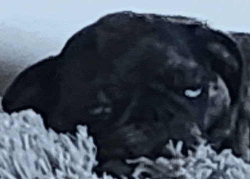 a close up of a black dog laying on a blanket