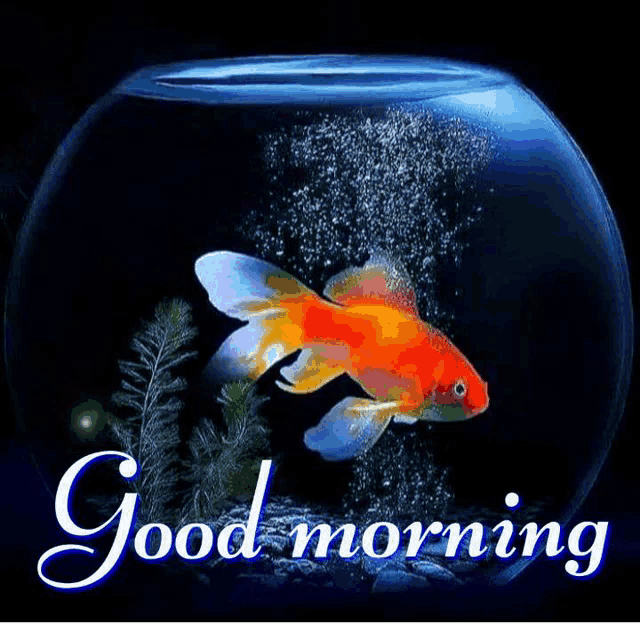 a goldfish is swimming in a bowl of water with the words `` good morning '' written on it .