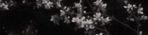 a black and white photo of a tree with white flowers and leaves