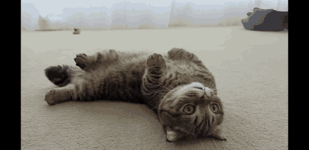 a cat is laying on its back on the carpet