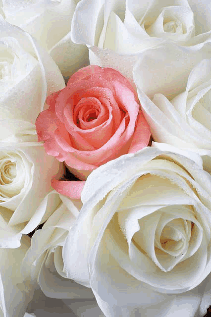 a bunch of white roses with a pink one in the middle