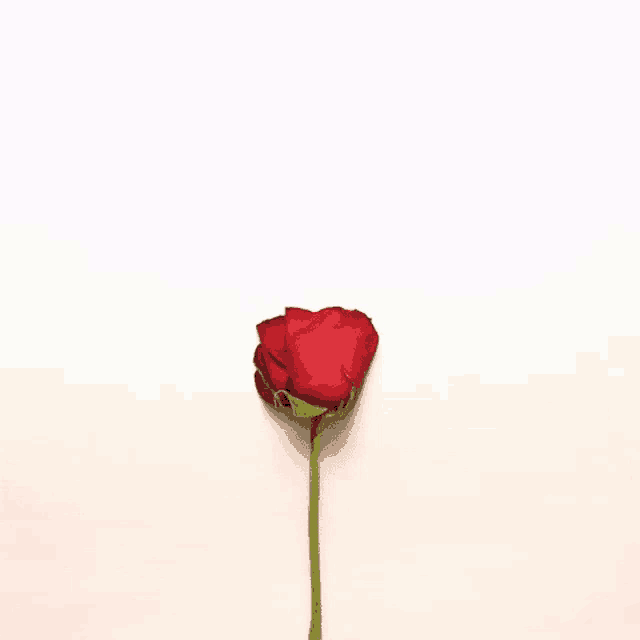 a single red rose with a green stem is sitting on a white surface .