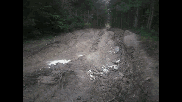 a dirt road in the middle of a forest with trees on both sides