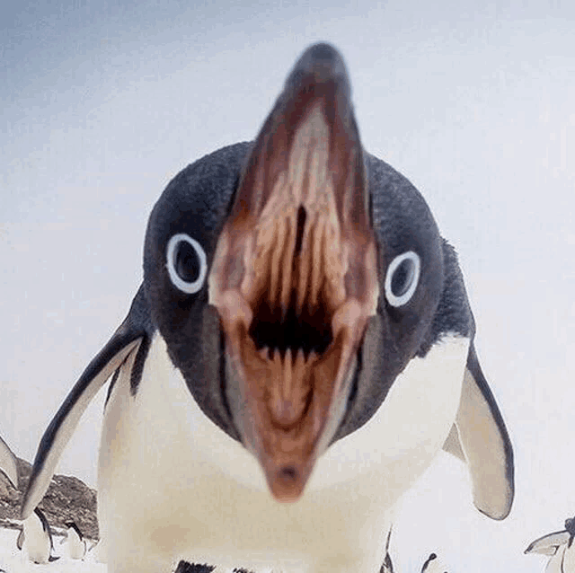 a close up of a penguin with its mouth open and the numbers 0 on its eyes