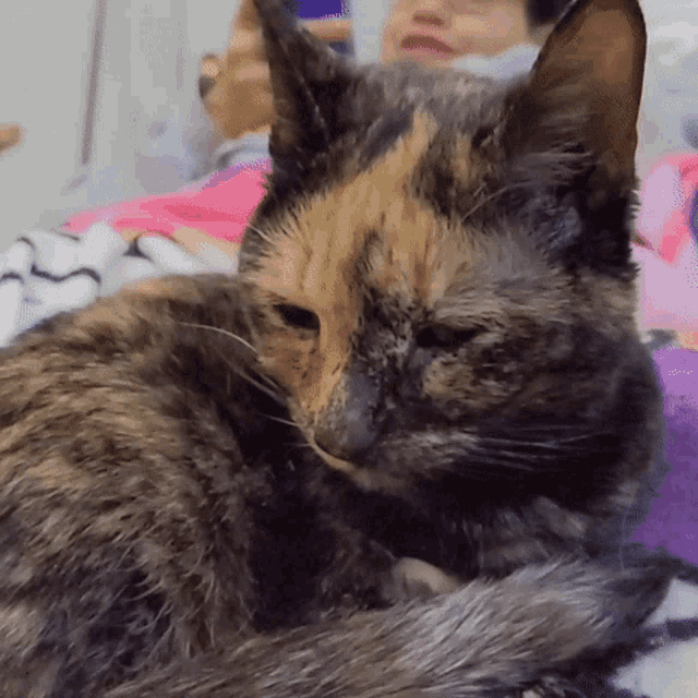 a calico cat is laying on a blanket with a woman behind it