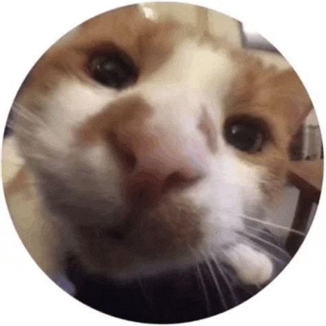 a close up of a cat 's face in a circle on a white background .