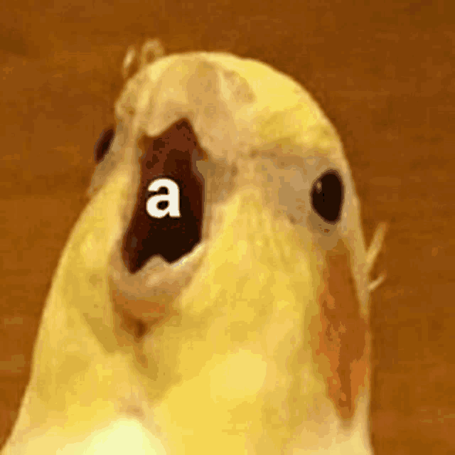 a close up of a bird with its mouth open and the letter a written on its face .