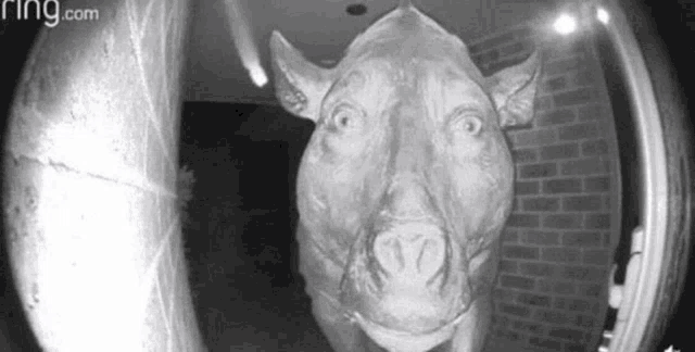 a dog is looking through a doorbell camera .