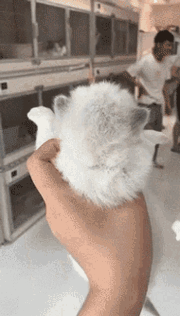 a person is holding a white furry animal in their hand