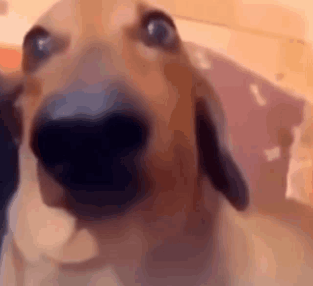 a close up of a dog looking at the camera with a surprised look on its face .