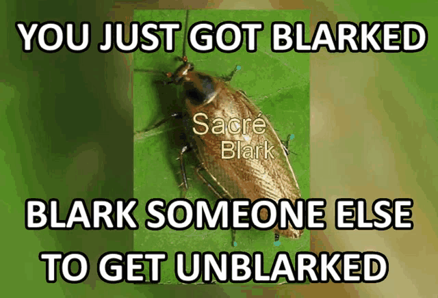 a picture of a cockroach with the caption you just got blarked