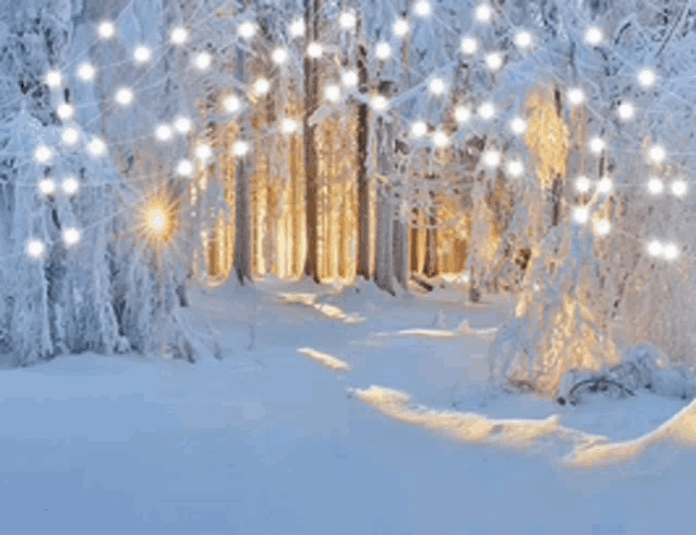 a snowy forest with trees covered in snow and christmas lights