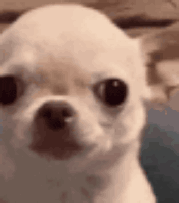 a small white chihuahua dog is looking at the camera with a serious look on its face .
