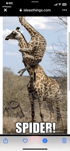 a phone screen shows a picture of two giraffes with the caption spider