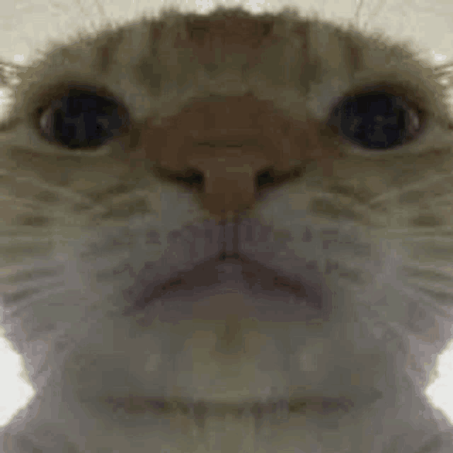 a close up of a cat 's face with a blurred background .