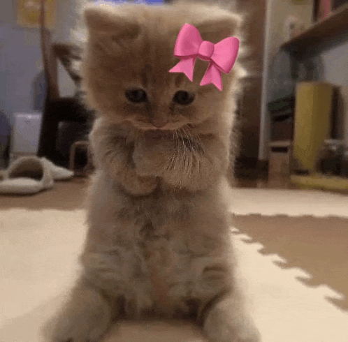 a kitten wearing a pink bow on its head is sitting on its hind legs .