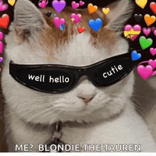 a cat wearing sunglasses with the words well hello cutie on them