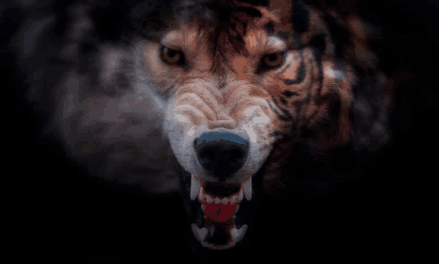 a close up of a wolf 's face with a tiger 's face behind it