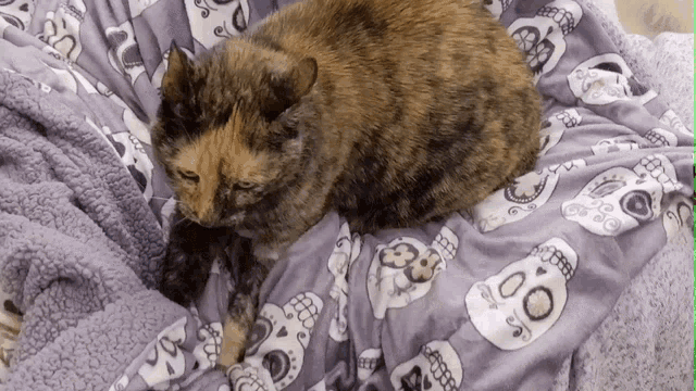 a cat laying on a purple blanket with skulls on it