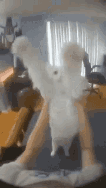 a white cat with wings is sitting on someone 's lap