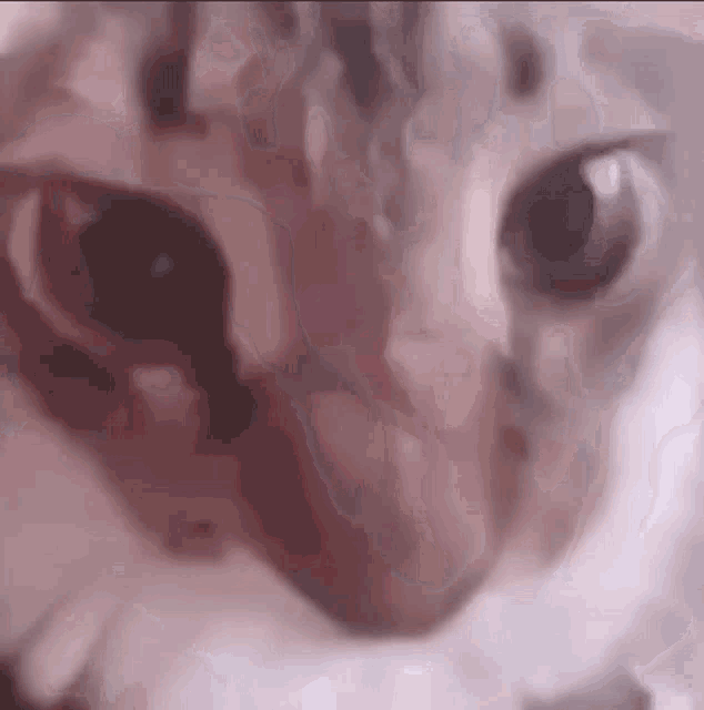 a close up of a cat 's face and eyes .