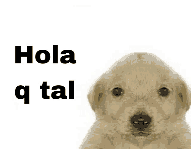 a picture of a puppy with the words hola q tal below it