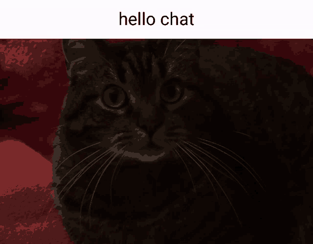 a black cat is laying on a red blanket with the words hello chat below it