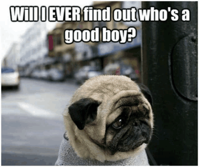 a pug dog wearing a sweater with the caption " will i ever find out who 's a good boy ? "