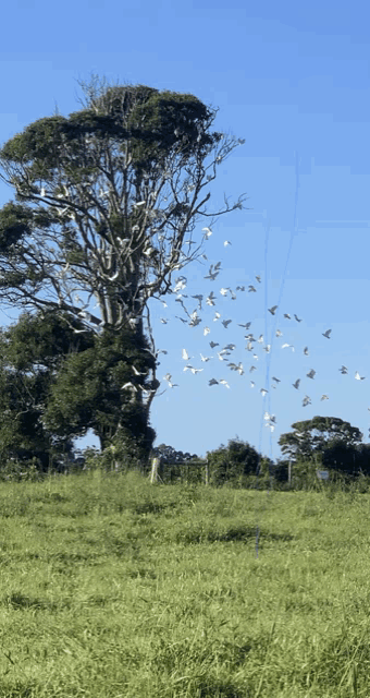 a flock of birds are flying around a tree in a grassy field