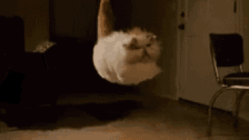 a white cat is flying through the air in a room .