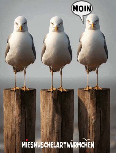 three seagulls are standing on a wooden post with a speech bubble that says moin