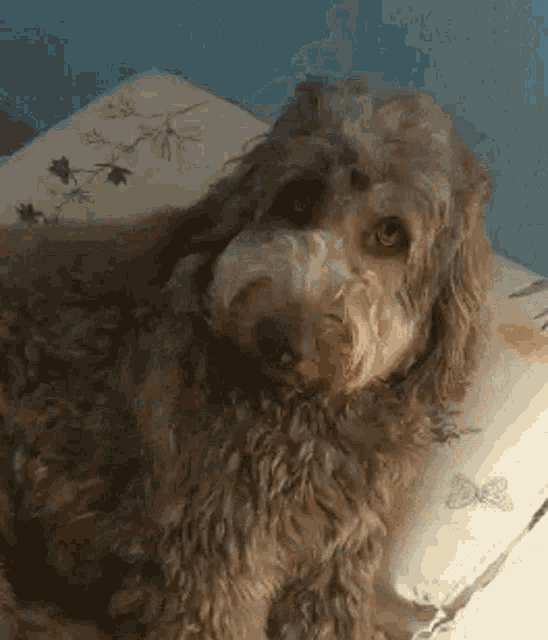 a brown dog is laying on a bed with a butterfly pillow and looking at the camera .