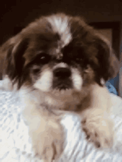 a small brown and white dog is laying on a white blanket