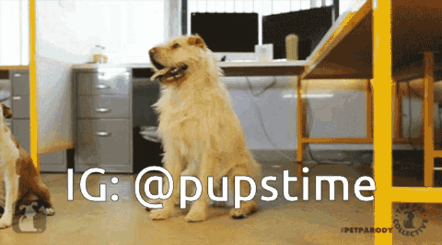 a dog is standing in front of a desk with the caption ig @pupstime