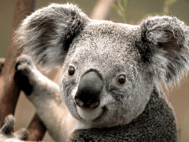 a close up of a koala bear 's face with a tree branch in the background