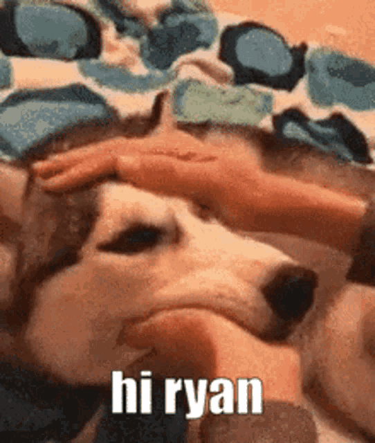 a person petting a husky dog 's head with the words hi ryan written on the bottom