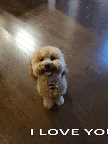 a small dog is standing on a wooden floor with the words " i love you " written below it