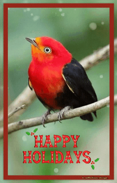 a red and black bird sits on a branch with the words happy holidays written in red
