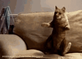 a cat standing on its hind legs on a couch with misimagenesdivertida.blogspot written below it