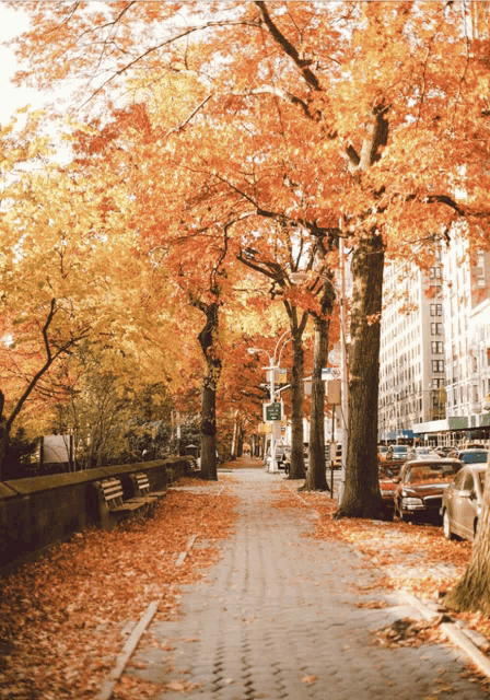 a row of trees with yellow leaves on them