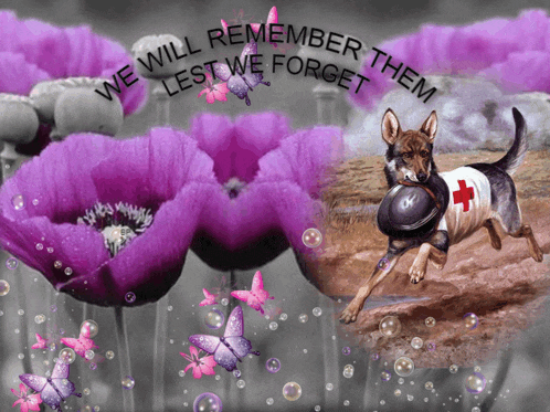 a picture of a dog with the words " we will remember them lest we forget " above it