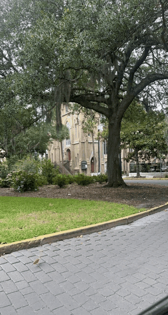 a tree in front of a church with spanish moss hanging from the branches