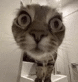 a close up of a cat 's face with big eyes looking at the camera in a bathroom .