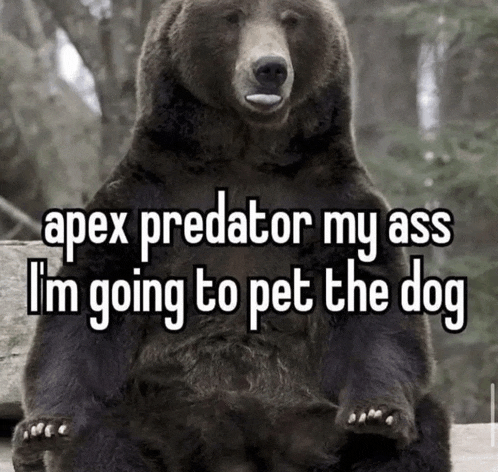 a bear with the words apex predator my ass i 'm going to pet the dog written on it