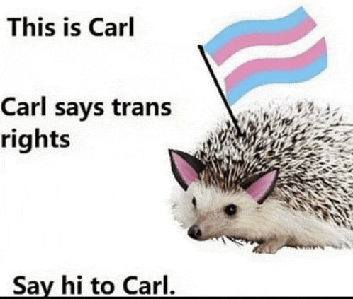 a hedgehog with a transgender flag on its head says carl says trans rights say hi to carl .