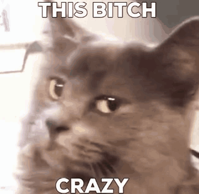 a cat is looking at the camera with the words `` this bitch crazy '' written on it .