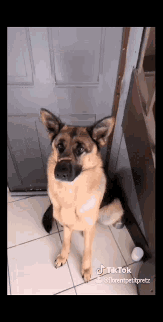 a german shepherd dog is standing in front of a door and looking up at the camera